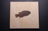 poisson fossile Cockerellites liops - green river fmt - eocène - USA
