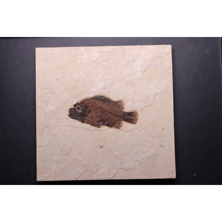 poisson fossile Cockerellites liops - green river fmt - eocène - USA