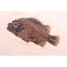 poisson fossile Cockerellites liops - green river fmt - eocène - USA