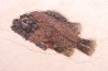 Cockerellites liops - Eocène - green river fmt - Wyoming - USA