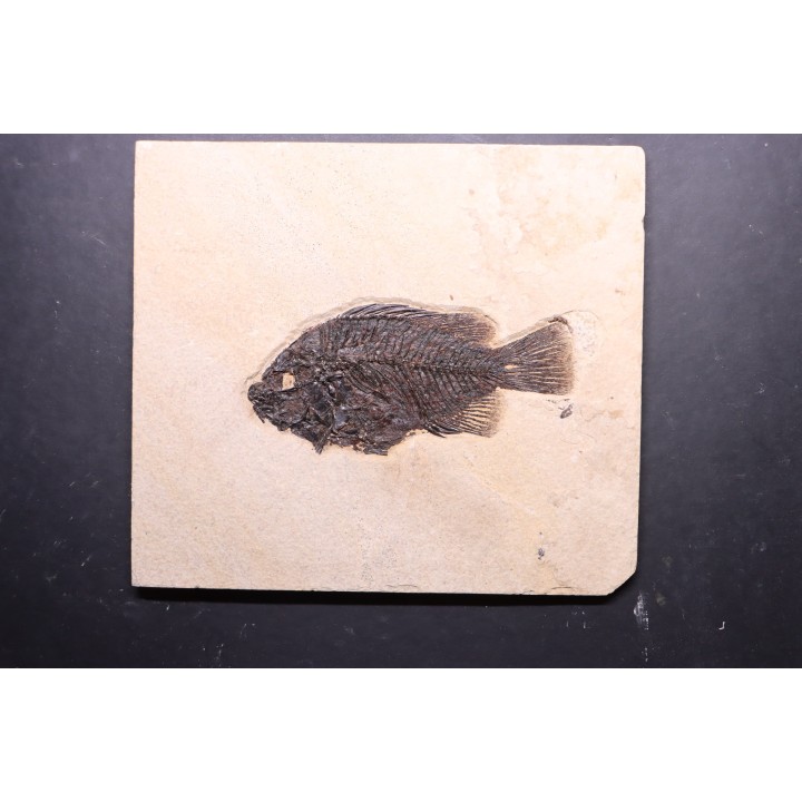 poisson fossile Cockerellites liops - green river fmt - eocène - USA