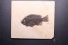 poisson fossile Cockerellites liops - green river fmt - eocène - USA