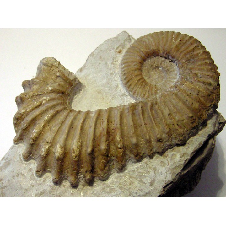 PSEUDOCRIOCERAS FASICULARE