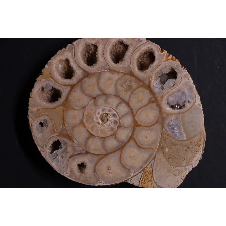 belle ammonite sciée recto/verso avec loges en quartz  jurassique  Normandie - FRANCE