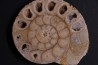belle ammonite sciée recto/verso avec loges en quartz  jurassique  Normandie - FRANCE