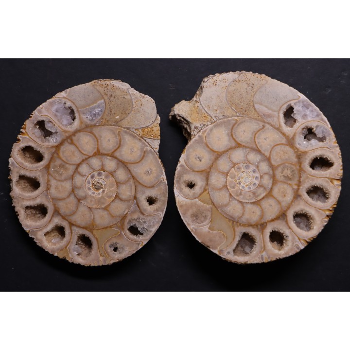 belle ammonite sciée recto/verso avec loges en quartz  jurassique  Normandie - FRANCE
