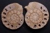belle ammonite sciée recto/verso avec loges en quartz  jurassique  Normandie - FRANCE