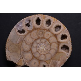 belle ammonite sciée recto/verso avec loges en quartz  jurassique  Normandie - FRANCE