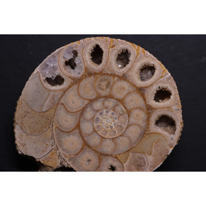 belle ammonite sciée recto/verso avec loges en quartz  jurassique  Normandie - FRANCE