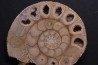 belle ammonite sciée recto/verso avec loges en quartz  jurassique  Normandie - FRANCE