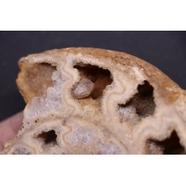 belle ammonite sciée avec loges en quartz - jurassique - Normandie, FRANCE