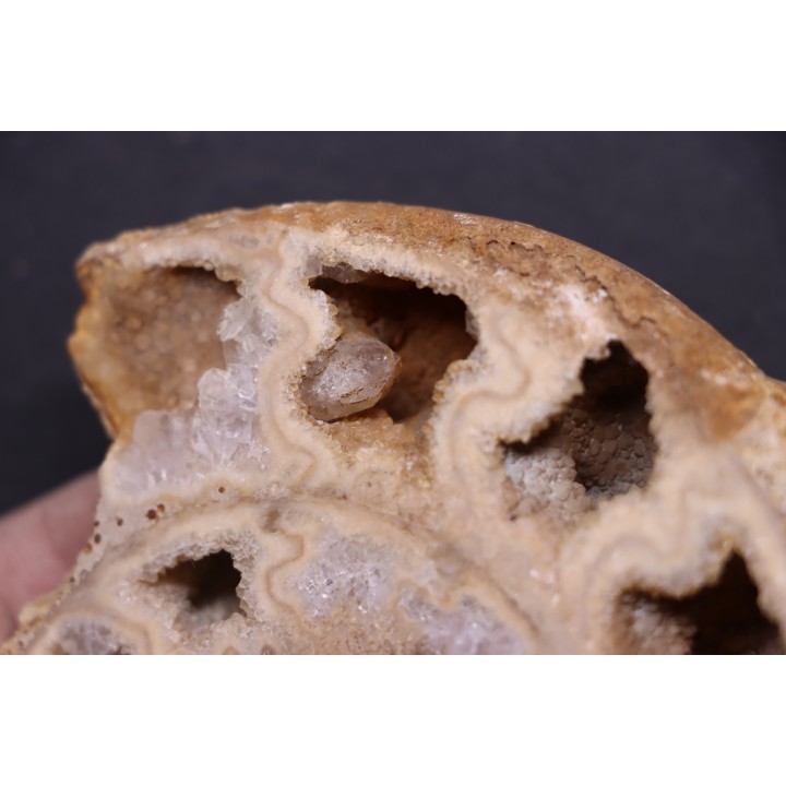 belle ammonite sciée avec loges en quartz - jurassique - Normandie, FRANCE