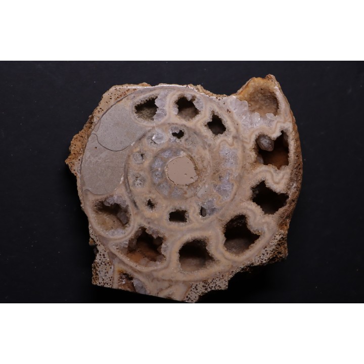 belle ammonite sciée avec loges en quartz - jurassique - Normandie, FRANCE