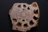 belle ammonite sciée avec loges en quartz - jurassique - Normandie, FRANCE