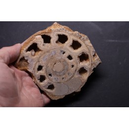 belle ammonite sciée avec loges en quartz - jurassique - Normandie, FRANCE