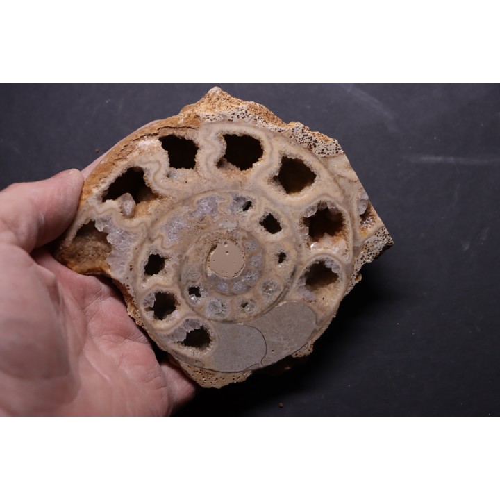 belle ammonite sciée avec loges en quartz - jurassique - Normandie, FRANCE