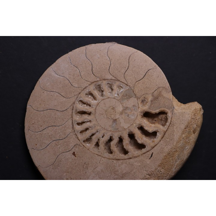 belle ammonite sciée avec loges en quartz - jurassique - Normandie, FRANCE
