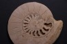 belle ammonite sciée avec loges en quartz - jurassique - Normandie, FRANCE