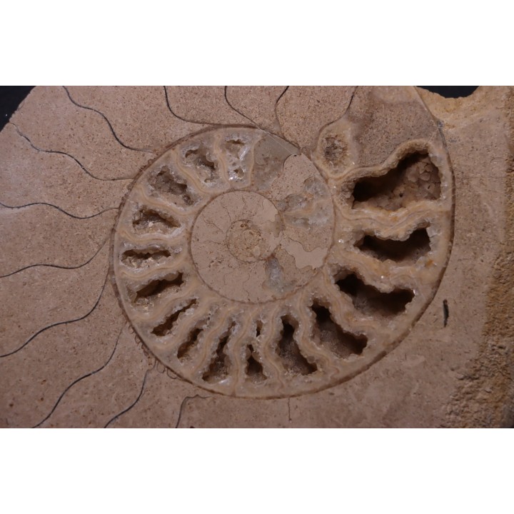belle ammonite sciée avec loges en quartz - jurassique - Normandie, FRANCE