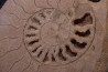 belle ammonite sciée avec loges en quartz - jurassique - Normandie, FRANCE