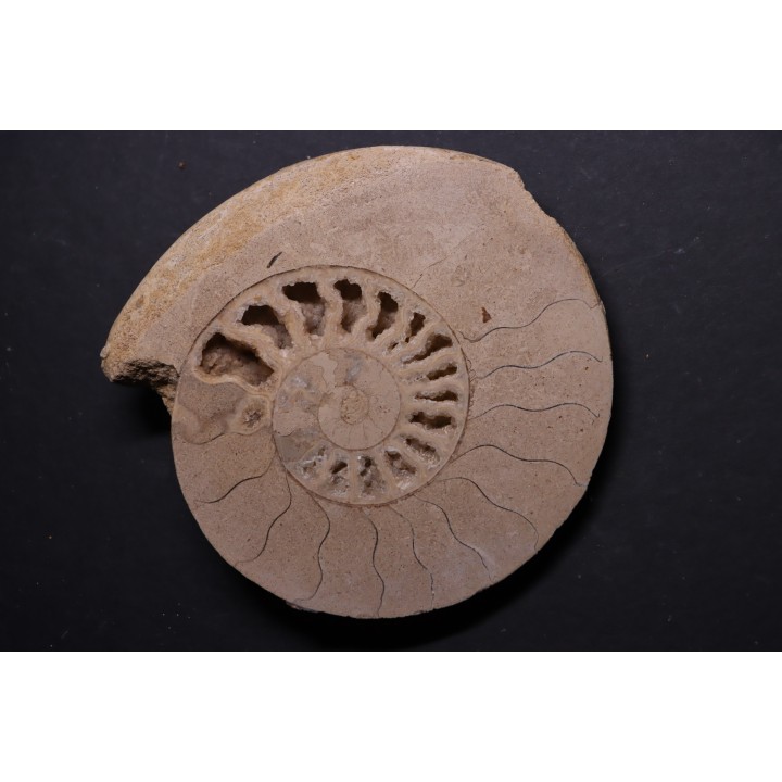 belle ammonite sciée avec loges en quartz - jurassique - Normandie, FRANCE