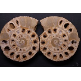 belle ammonite sciée recto/verso avec loges en quartz  jurassique  Normandie - FRANCE