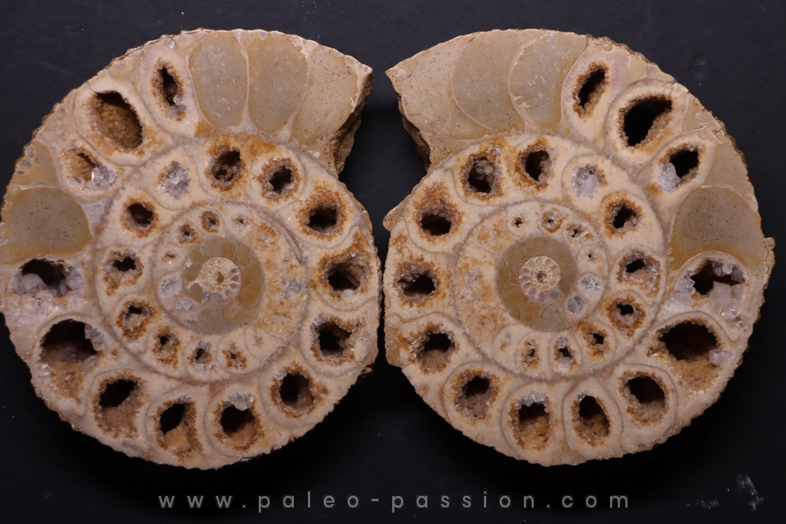 belle ammonite sciée recto/verso avec loges en quartz jurassique Normandie - FRANCE
