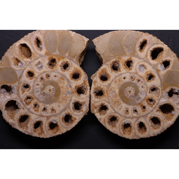 belle ammonite sciée recto/verso avec loges en quartz  jurassique  Normandie - FRANCE