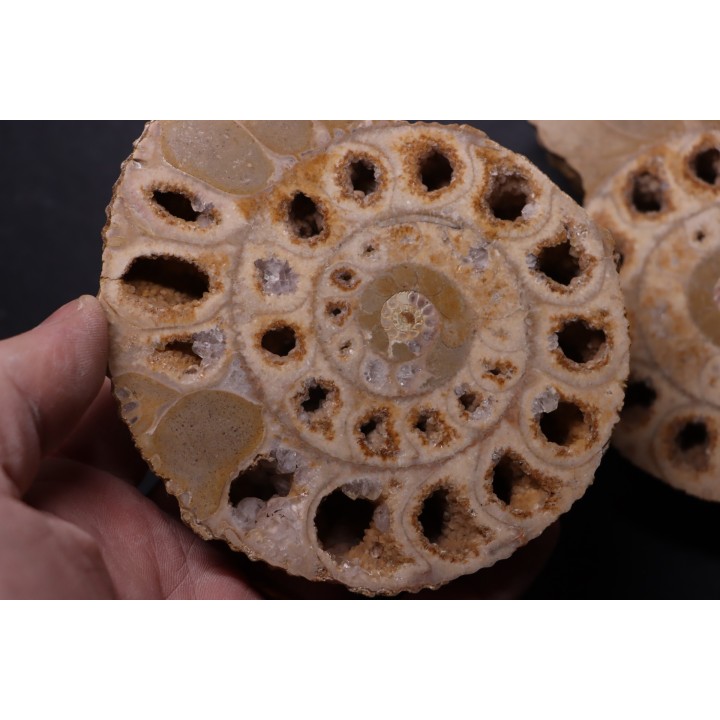 belle ammonite sciée recto/verso avec loges en quartz  jurassique  Normandie - FRANCE