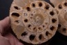 belle ammonite sciée recto/verso avec loges en quartz jurassique Normandie - FRANCE