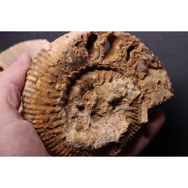 belle ammonite sciée recto/verso avec loges en quartz  jurassique  Normandie - FRANCE
