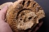 belle ammonite sciée recto/verso avec loges en quartz jurassique Normandie - FRANCE