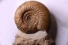 PARKINSONIA PACHYPLEURA (Buckmann, 1925) bathonian Saint Benin d'azy, 58 - FRANCE