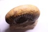 PARKINSONIA PACHYPLEURA (Buckmann, 1925) bathonian Saint Benin d'azy, 58 - FRANCE