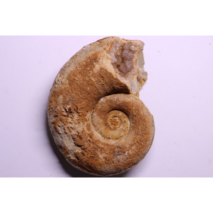 rare Lytoceras eudesianum  avec quartz amethysé -  bajocien  Saint Vigor -14 - FRANCE