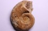 rare Lytoceras eudesianum avec quartz amethysé - bajocien Saint Vigor -14 - FRANCE