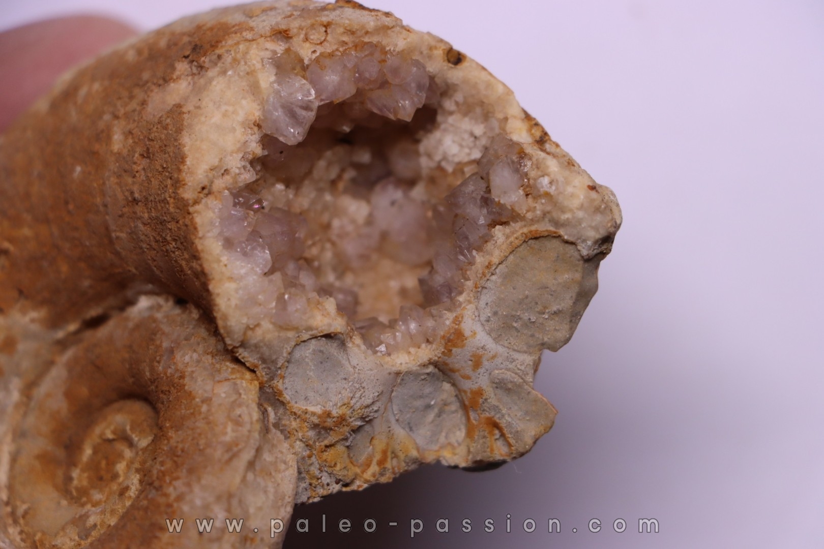 rare Lytoceras eudesianum avec quartz amethysé - bajocien Saint Vigor -14 - FRANCE