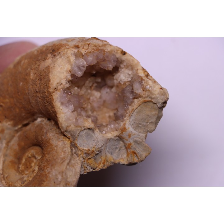 rare Lytoceras eudesianum  avec quartz amethysé -  bajocien  Saint Vigor -14 - FRANCE