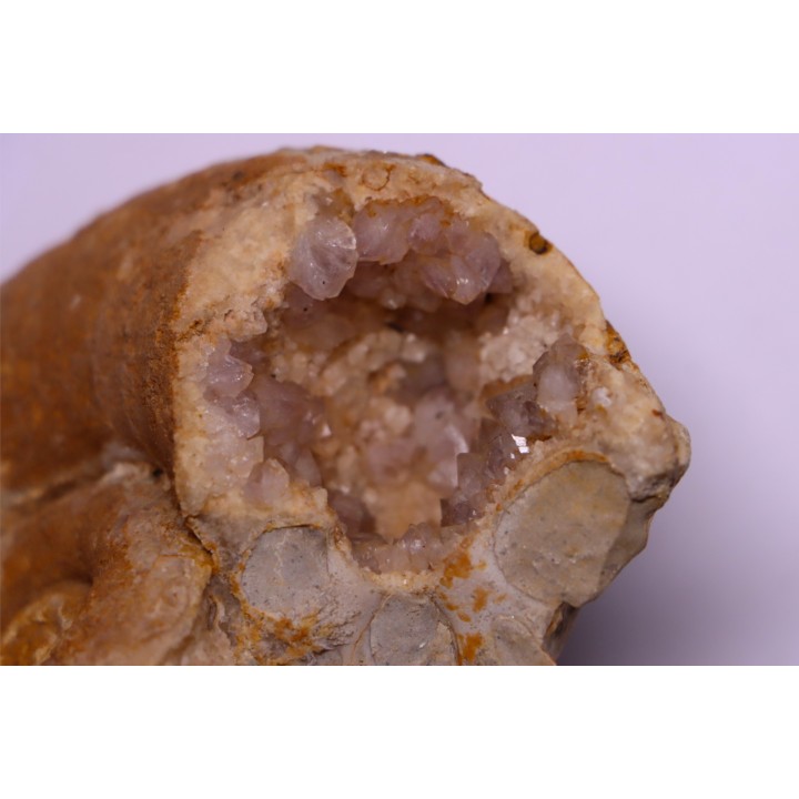 rare Lytoceras eudesianum  avec quartz amethysé -  bajocien  Saint Vigor -14 - FRANCE