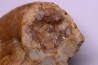 rare Lytoceras eudesianum avec quartz amethysé - bajocien Saint Vigor -14 - FRANCE