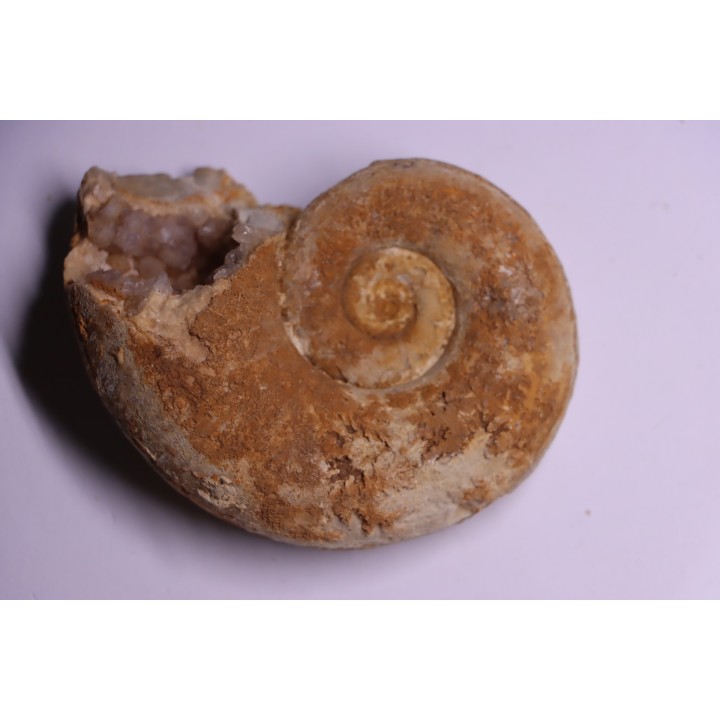 rare Lytoceras eudesianum  avec quartz amethysé -  bajocien  Saint Vigor -14 - FRANCE