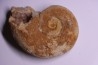 rare Lytoceras eudesianum avec quartz amethysé - bajocien Saint Vigor -14 - FRANCE