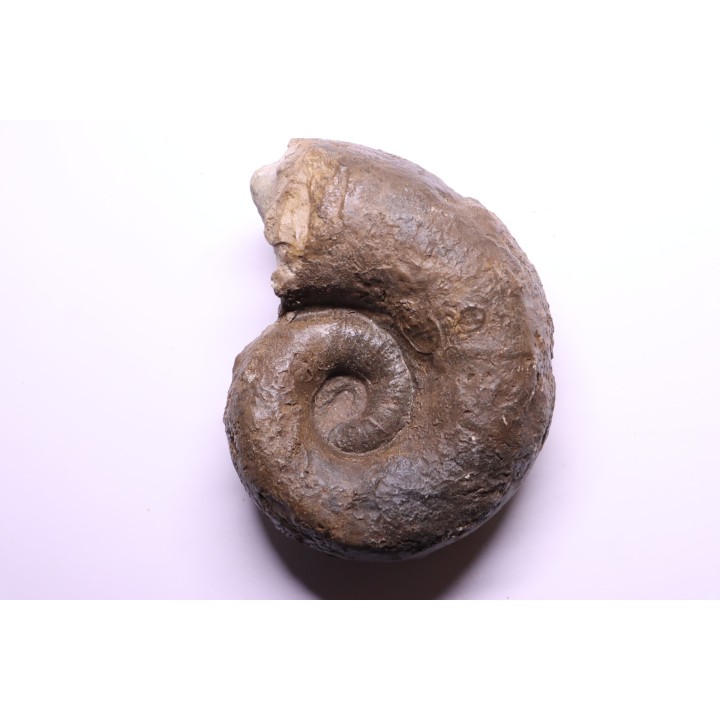 LYTOCERAS CORNUCOPIAE   toarcian  Belmont - France