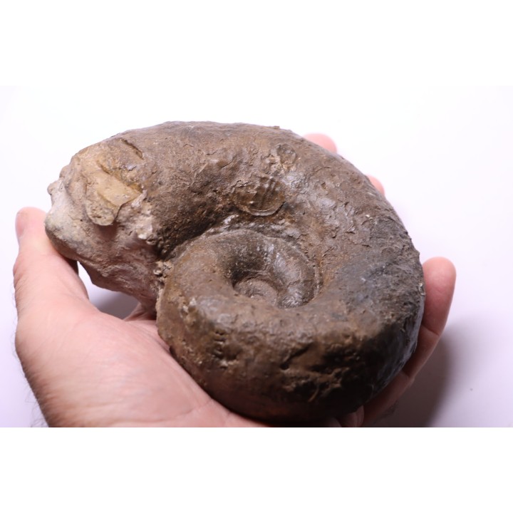 LYTOCERAS CORNUCOPIAE   toarcien  Belmont - France