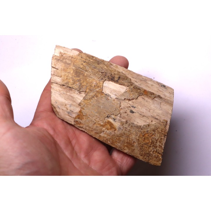 Mammoth ivory - Alaska, USA