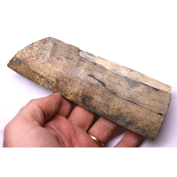 Mammoth ivory - Alaska, USA