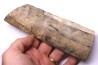 Mammoth ivory - Alaska, USA