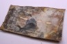 Mammoth ivory - Alaska, USA