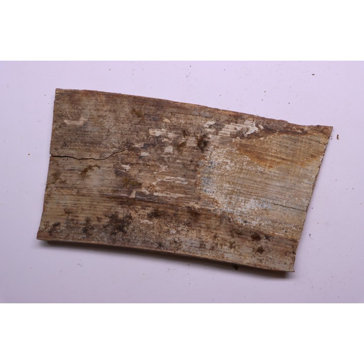 Mammoth ivory - Alaska, USA