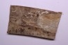 Mammoth ivory - Alaska, USA